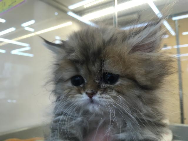 ペルシャ・ヒマラヤン