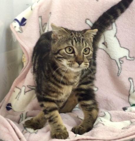 スコティッシュフォールド