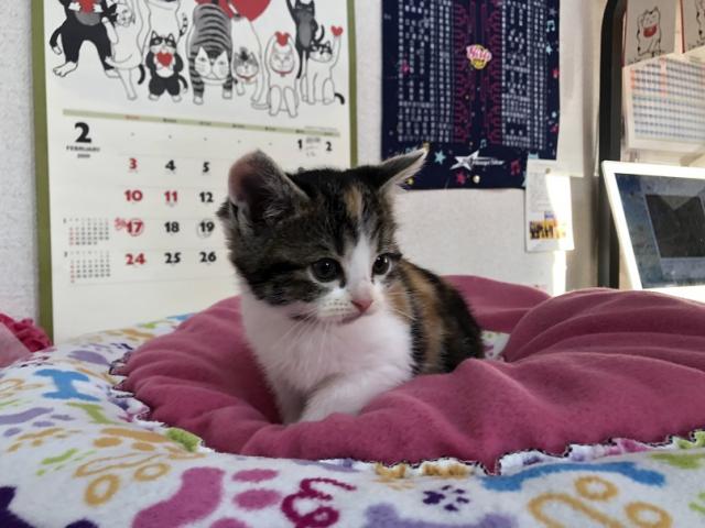 スコティッシュフォールド