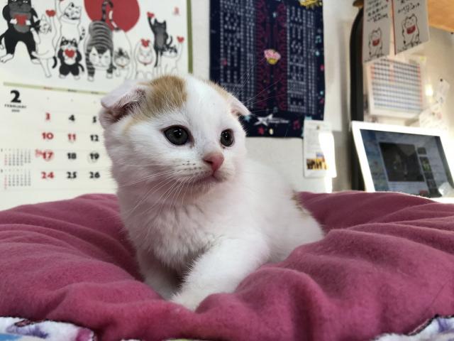 スコティッシュフォールド