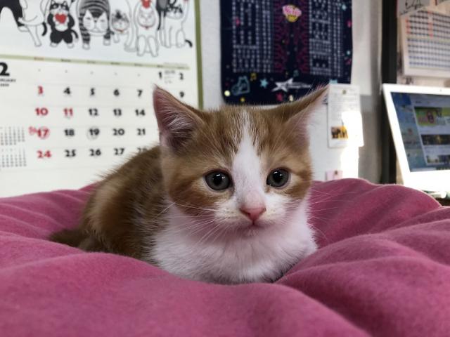 スコティッシュフォールド