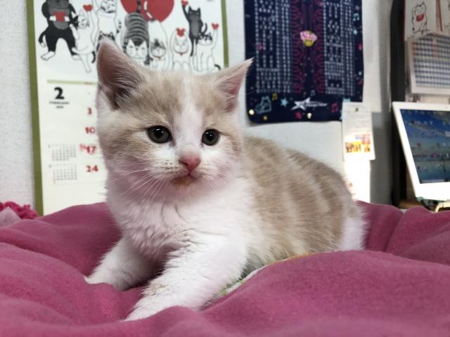 スコティッシュフォールド