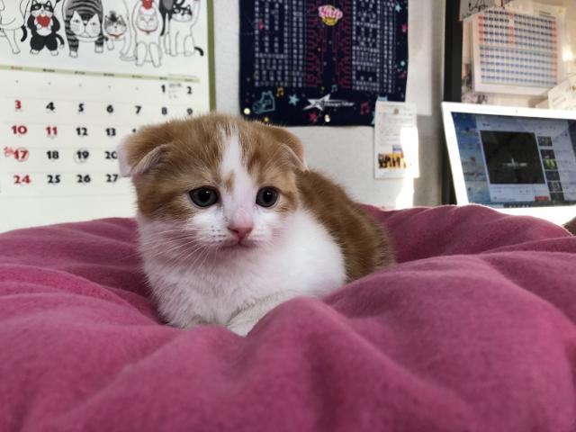 スコティッシュフォールド