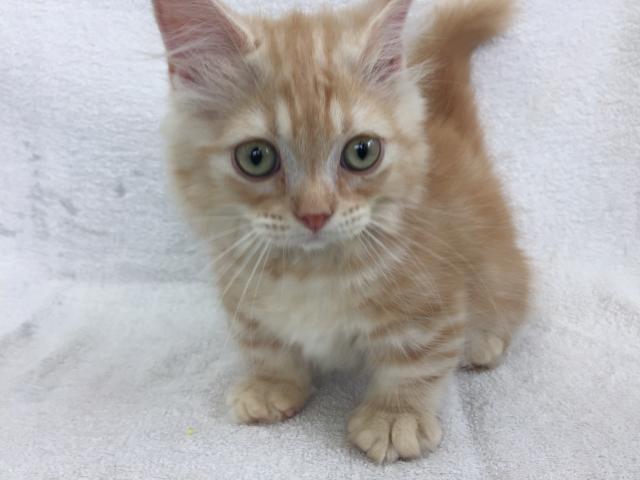 ミヌエット（旧ナポレオン）