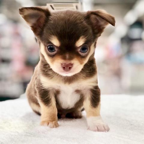 チワワ（ロングコート）