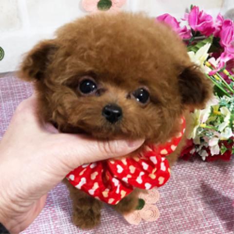 トイプードルティカッププードル