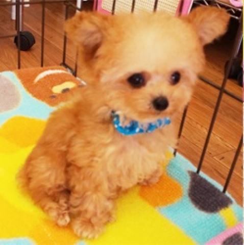 トイプードルティカッププードル