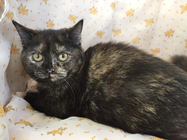 ミヌエット（旧ナポレオン）