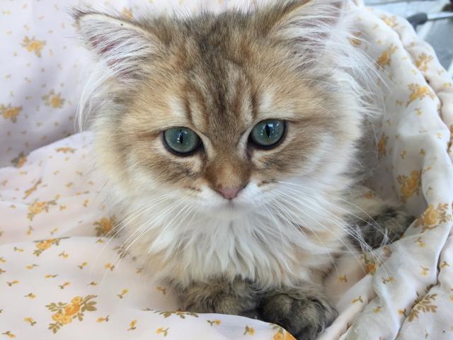 ペルシャ・ヒマラヤン