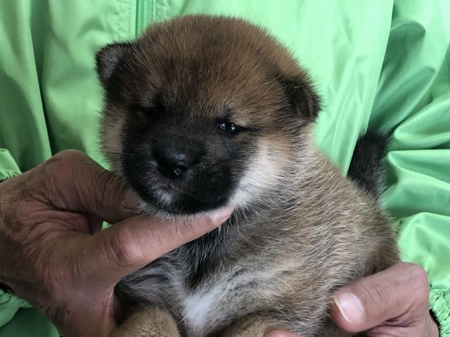 柴犬
