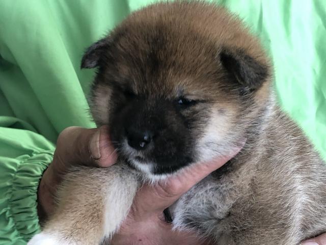 柴犬