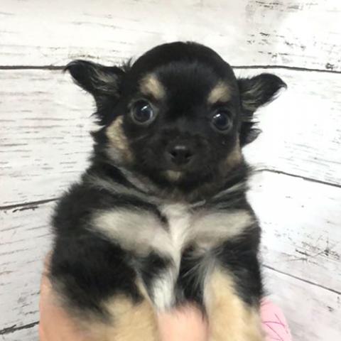 MIX