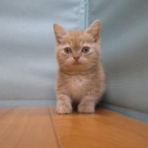 ミヌエット（旧ナポレオン）