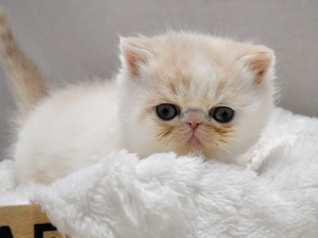 エキゾチックショートヘアー