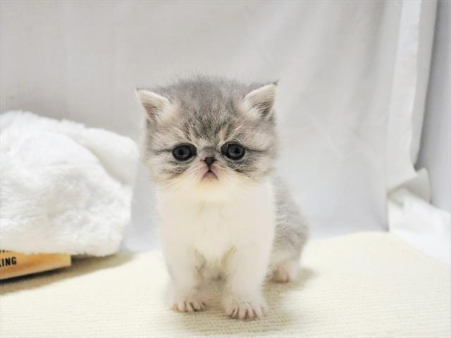 エキゾチックショートヘアー