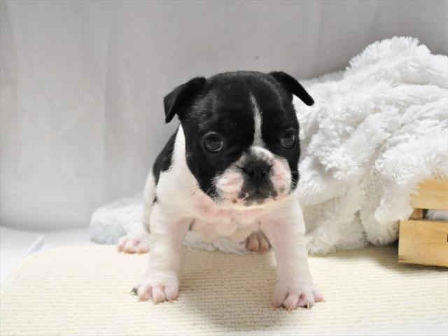 フレンチブルドッグ