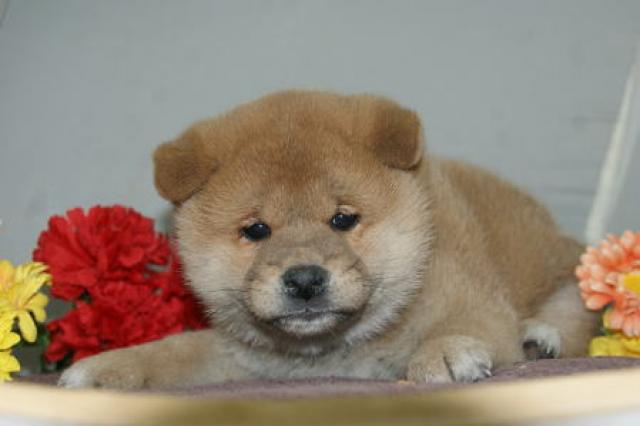 柴犬