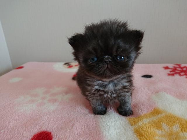 ペルシャ・ヒマラヤン