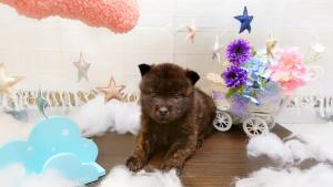 甲斐犬