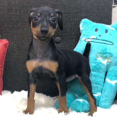 ミニチュアピンシャー