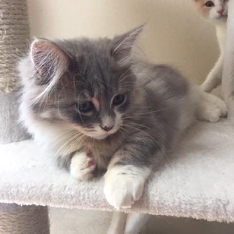 ミヌエット（旧ナポレオン）