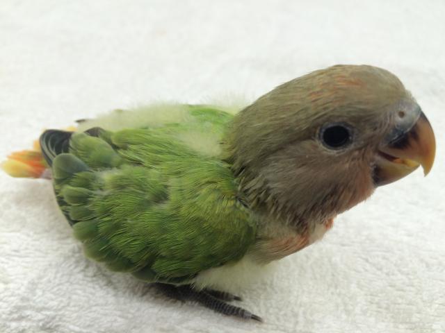 コザクラインコ