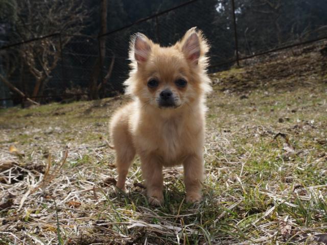 チワワ(ロングコート)