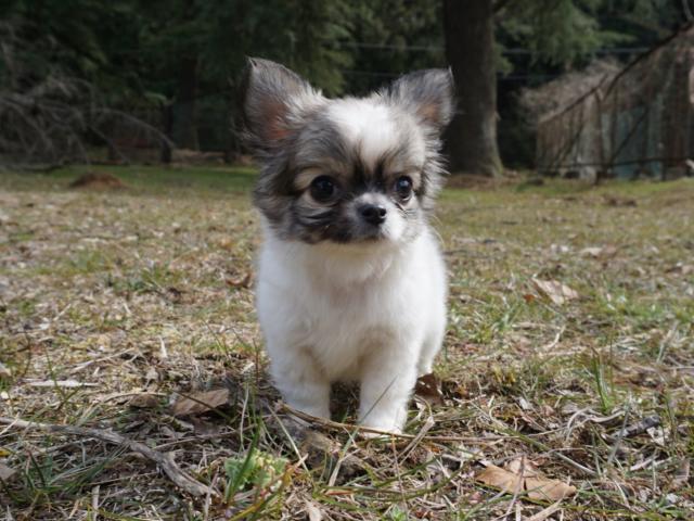 チワワ(ロングコート)