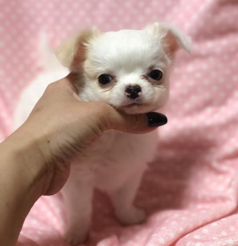 チワワ(ロングコート)