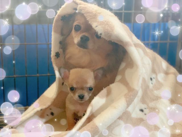 チワワ（スムースコート）