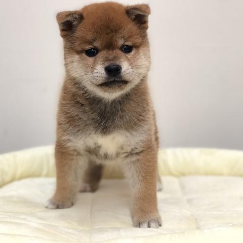 柴犬