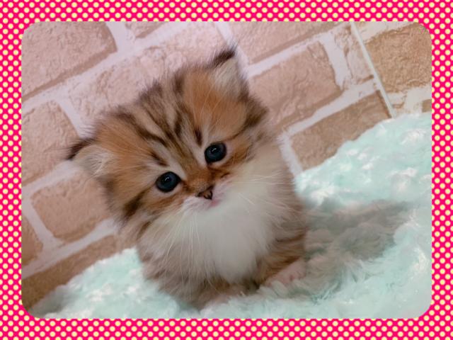 マンチカン短足