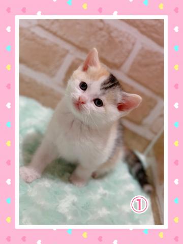 スコティッシュフォールド立ち耳