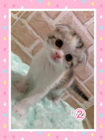 スコティッシュフォールド折れ耳