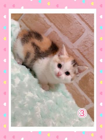 スコティッシュフォールド立ち耳