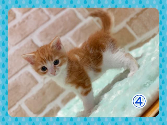 スコティッシュフォールド立ち耳