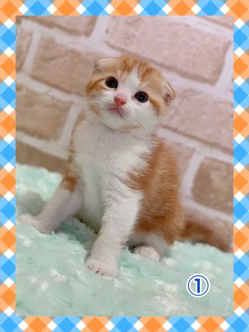 スコティッシュフォールド折れ耳