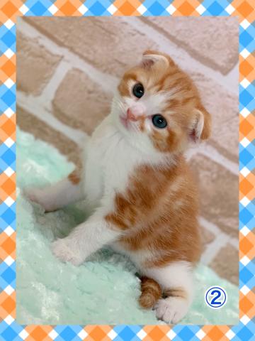 スコティッシュフォールド折れ耳