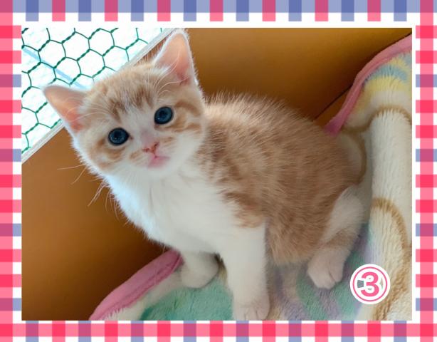 スコティッシュフォールド立ち耳