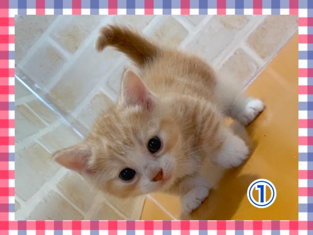 マンチカン短足