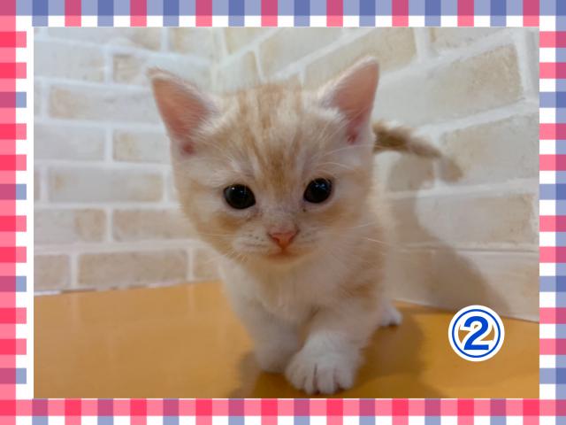 マンチカン短足