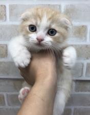 スコティッシュフォールド