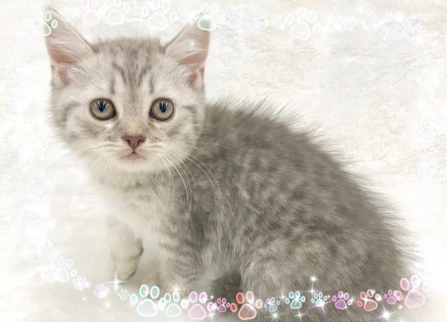 スコティッシュフォールド