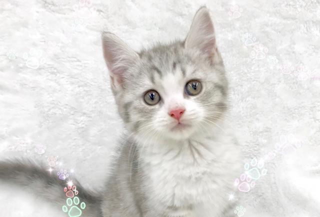 スコティッシュフォールド