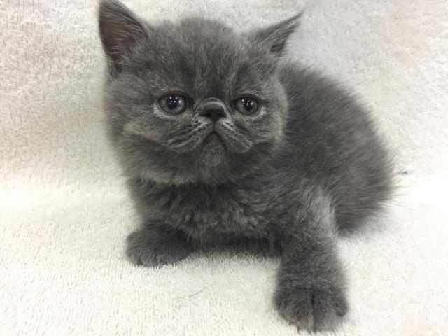 エキゾチックショートヘアー