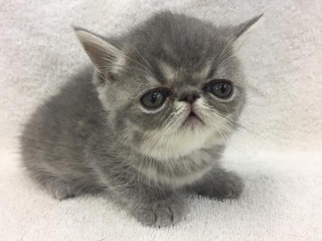 エキゾチックショートヘアー