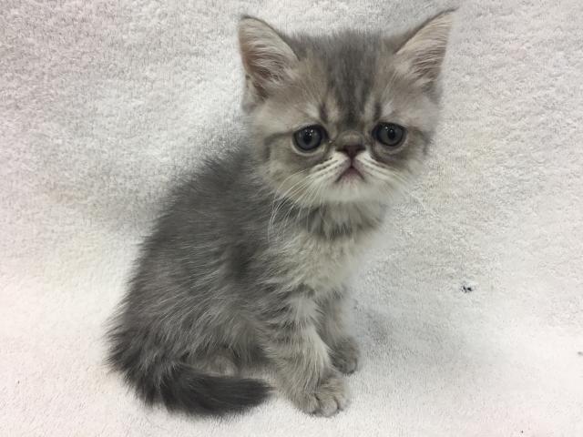 エキゾチックショートヘアー