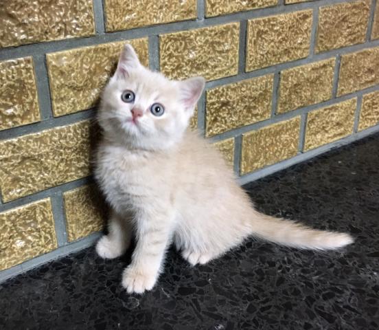 ブリティッシュショートヘア