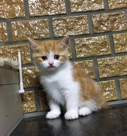 ブリティッシュショートヘア