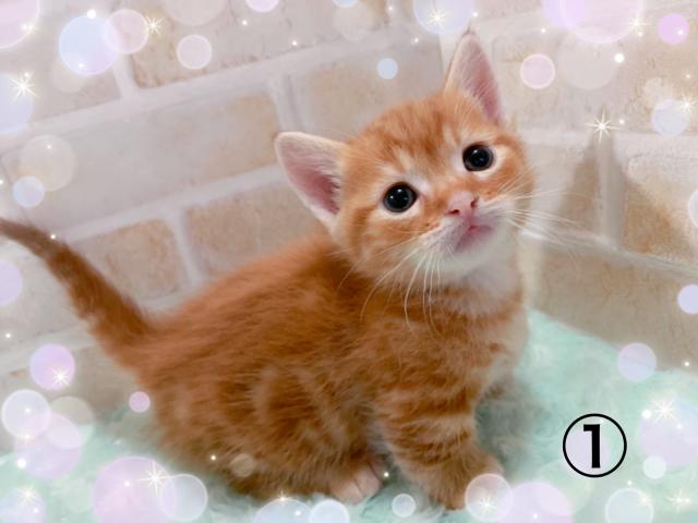 マンチカン短足